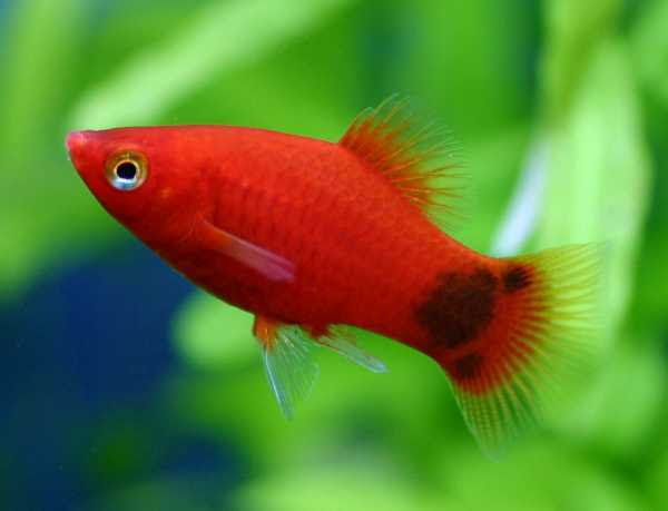 カラフルで可愛いプラティの魅力 熱帯魚 アクアリウム情報マガジン