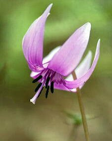 花 カタクリ 4月24日の花言葉 カタクリ 片栗 魅る魅るガーデニング