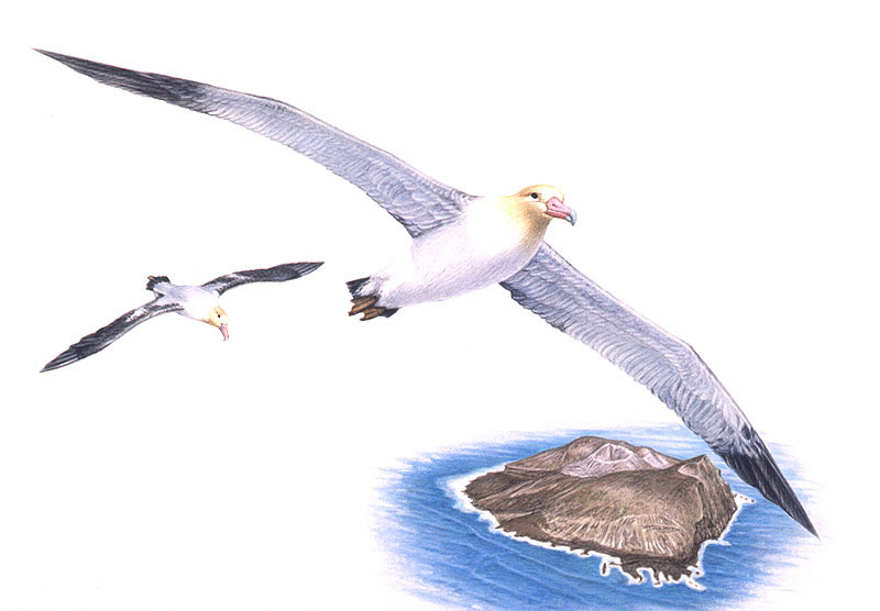 ユニーク飛ん でる 鳥 イラスト リアル スーパーイラストコレクション