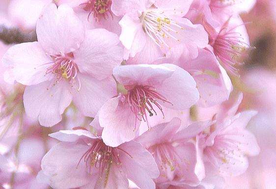 花言葉 逆引き花言葉 花の宅配ギフト プレゼント 桜 さくら