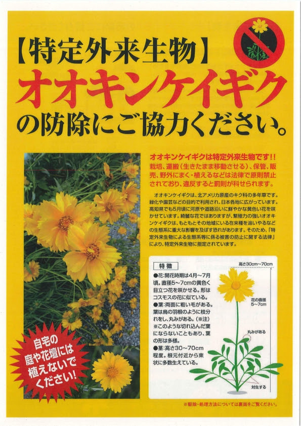 オオキンケイギクは特定外来生物です 環境 暮らし 芸西村ホームページ