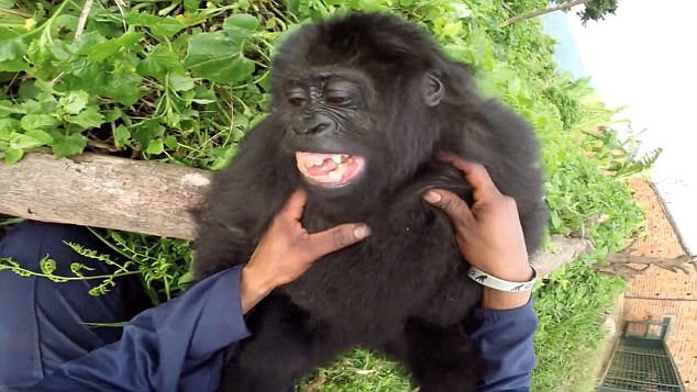 Lulingu was rescued from traffickers in the Virunga National Park in February 2016