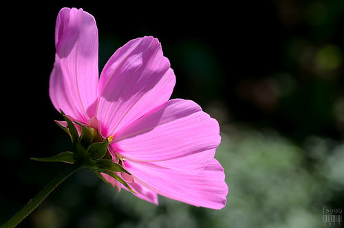 flower image