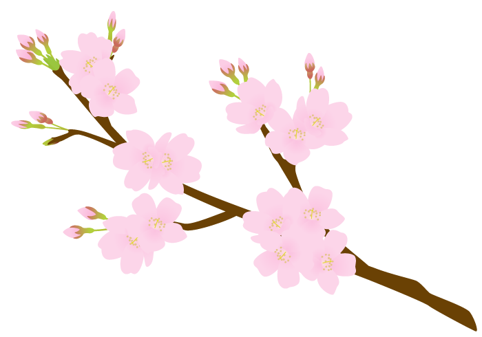 サクラ 桜 の花 美しい無料のフリーイラスト素材集