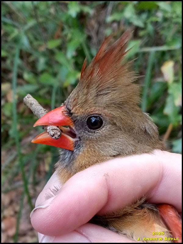 Northern Cardinal