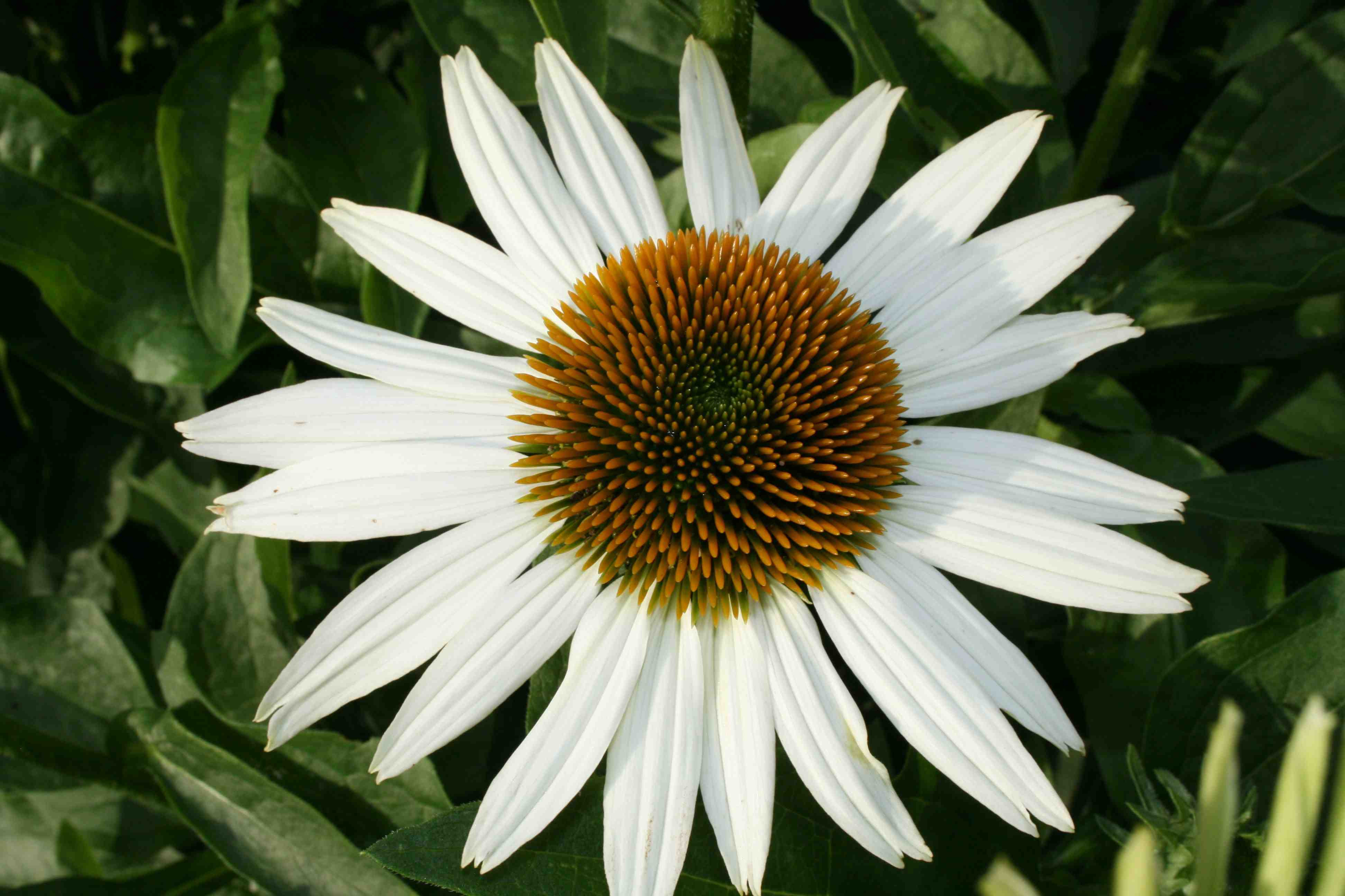 Lewis Ginter Botanical Garden » Blog Archive » Coneflower Chorus