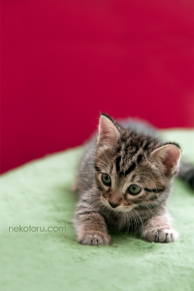 符号 苦痛 オープニング 壁紙 子猫 スマホ Nobori Ryu Jp