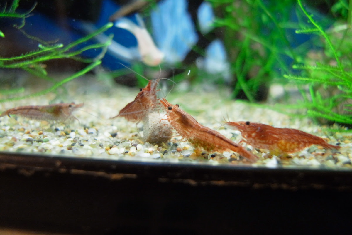 正月のエビ水槽 金魚と温泉とワイン
