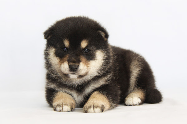 セキノの 柴犬 子犬情報 愛犬ハウスセキノ かわいい仔犬