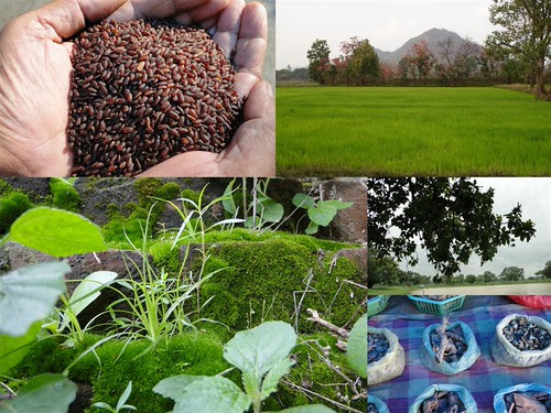 Validated and Potential Medicinal Rice Formulations for Diabetes (Madhu Prameh) and Cancer Complications and Revitalization of Kidney (TH Group-174) from Pankaj Oudhia’s Medicinal Plant Database by Pankaj Oudhia