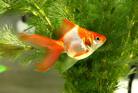 金魚紹介 陽水苑 錦鯉 锦鲤 金魚の専門店