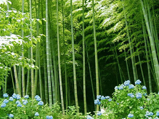 bamboo tattoo design