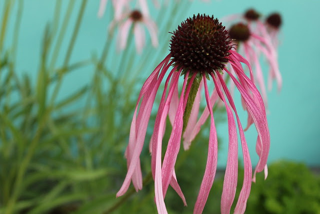 Echinacea
