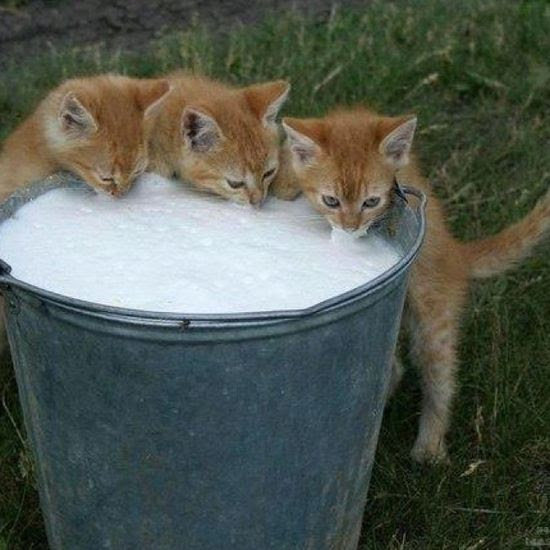 drinking milk