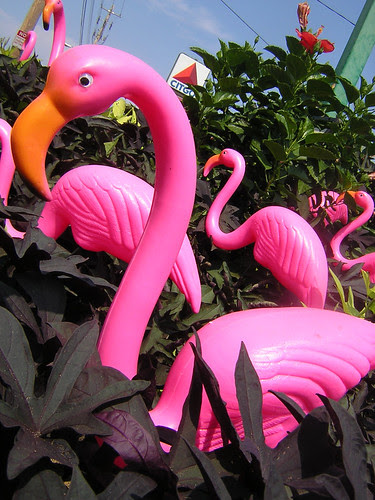 pink flamingos — aug 23 by theogeo