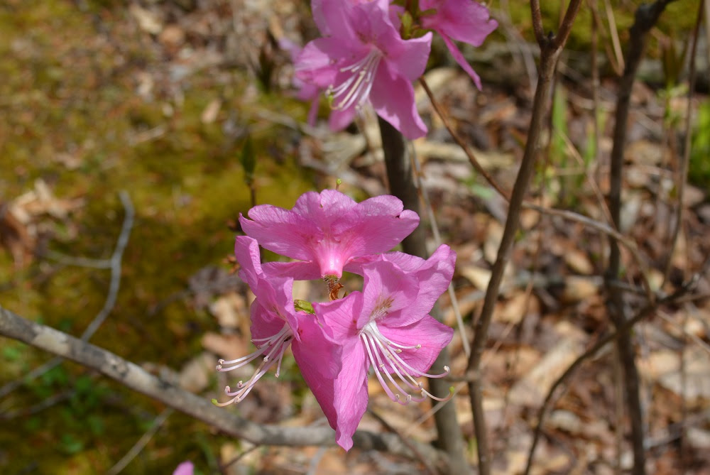 美しい野生のツツジが次々と咲き出しました 山形市野草園
