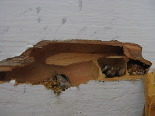 carpenter bee house