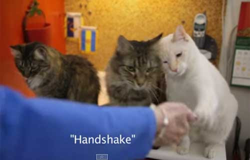 Comment Communiquer Avec Un Chat Sourd En Video