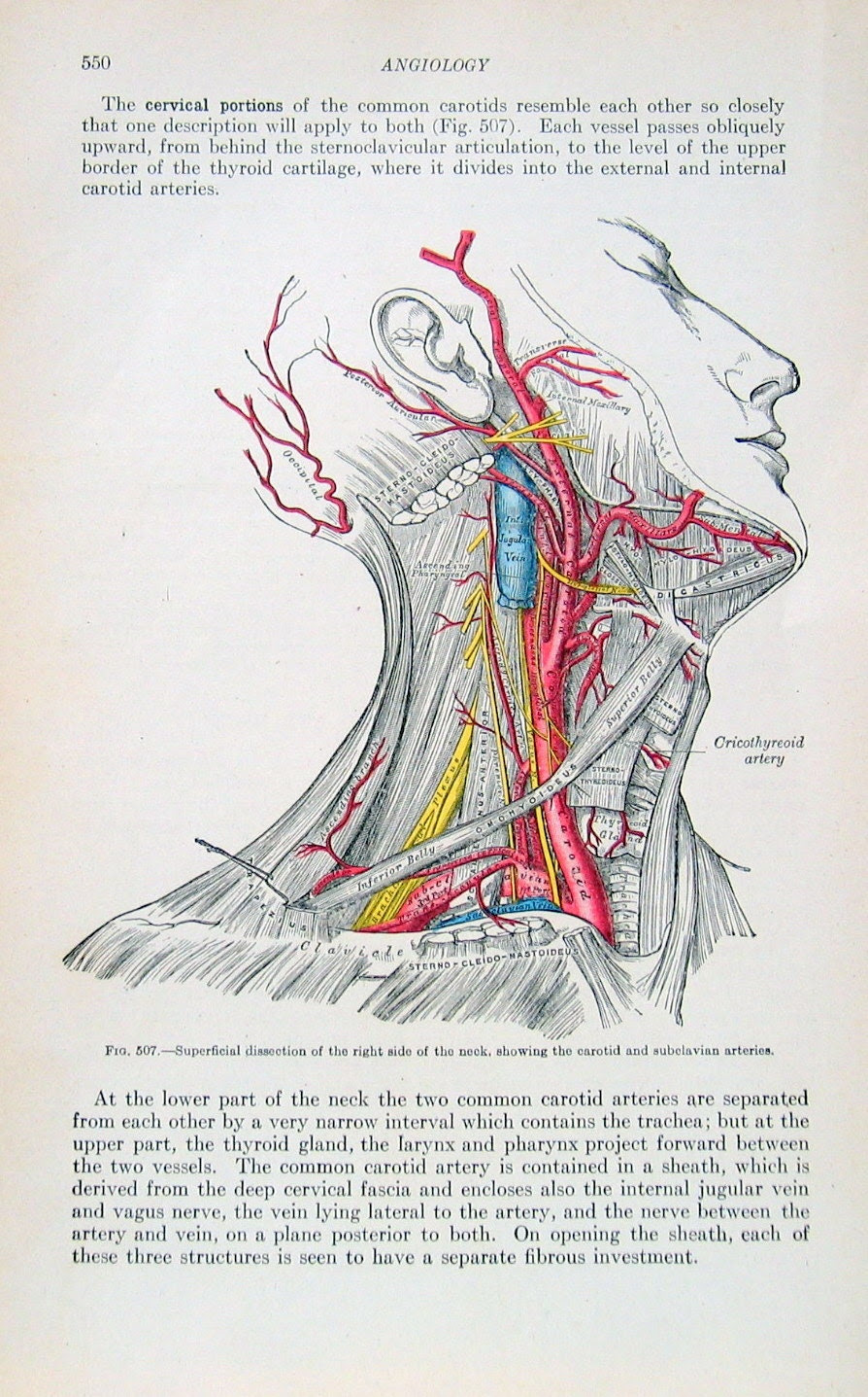 The Neck Arteries 3 Pages 1918 Human Anatomy by ...