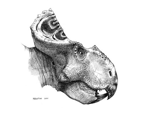 protoceratops andrewsi