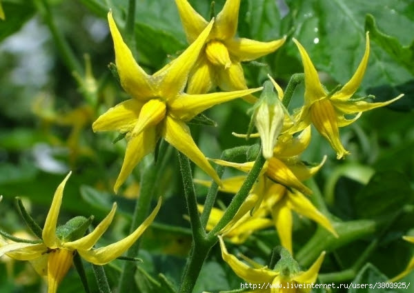 bd9dda1dc34ec0c95cd6ed20e7ec3cc9 (600x425, 194Kb)