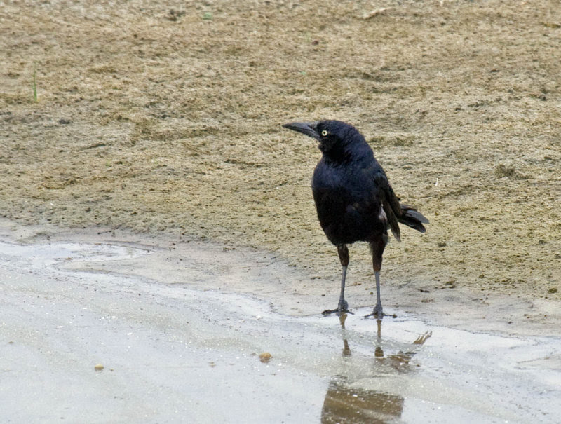 Great-tailed Grackle Great-tailed Grackle