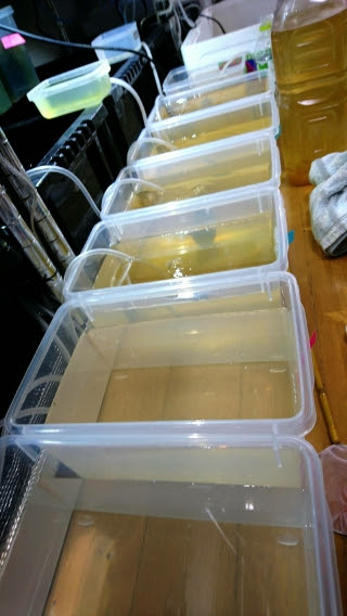 17年05月の記事 福夢 メダカいろ