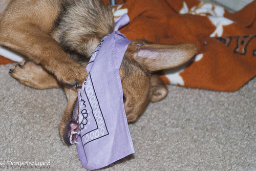 Bandana Shoot 20120609