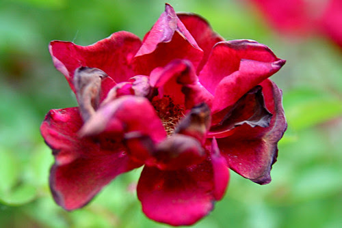 red rose flower garden. Dying Red Rose 6-16-09 --