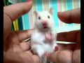 Funny Hamsters Gif