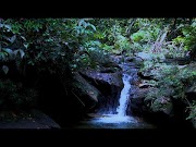 Terbaru Kicau Burung Gemercik Air Terjun Di Dalam Hutan, Paling Baru!