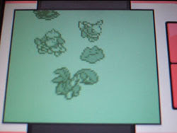 ポケモン プラチナで色違いタマゴをつくる 2 2 うずらたまご