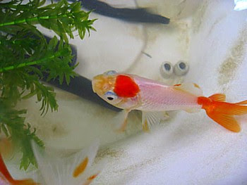 金魚が底に沈んで動かなくなったら パピネンの小鳥エコ倶楽部