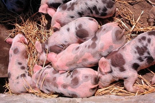 Les Bebes Animaux De La Ferme 5 Animaux