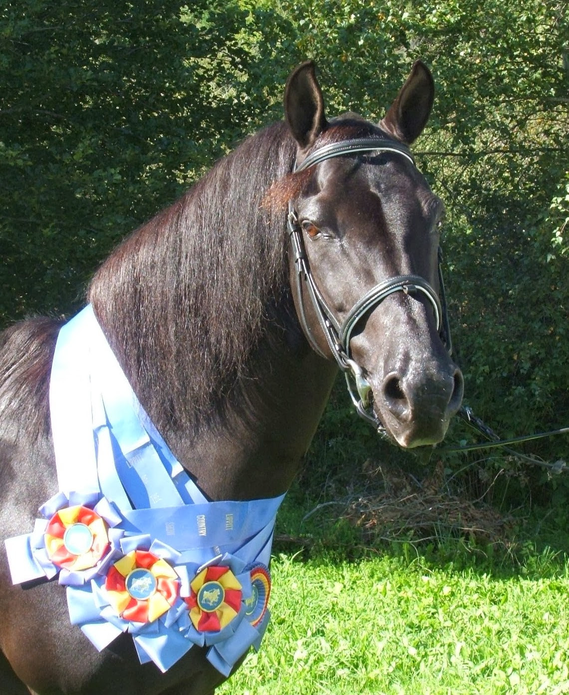lipizzaner stallions vienna
