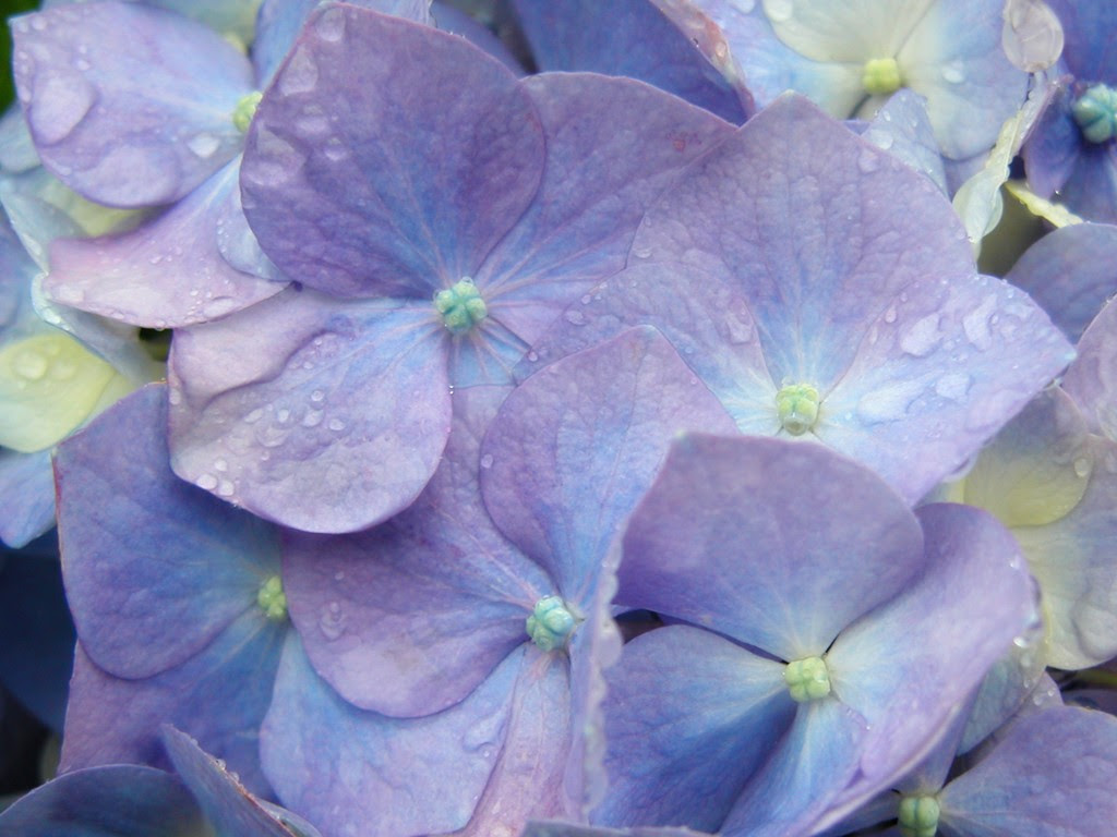 こんげつのかべがみ フリー壁紙