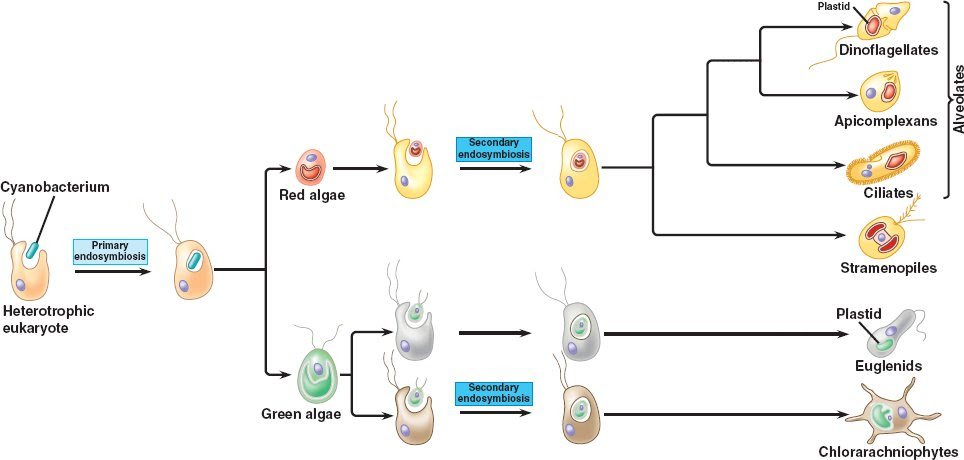 plastid.html 28_03PlastidDiversity.jpg