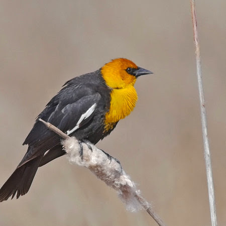 Les Oiseaux De Nos Jardins Les Oiseaux De Jardins Oiseaux
