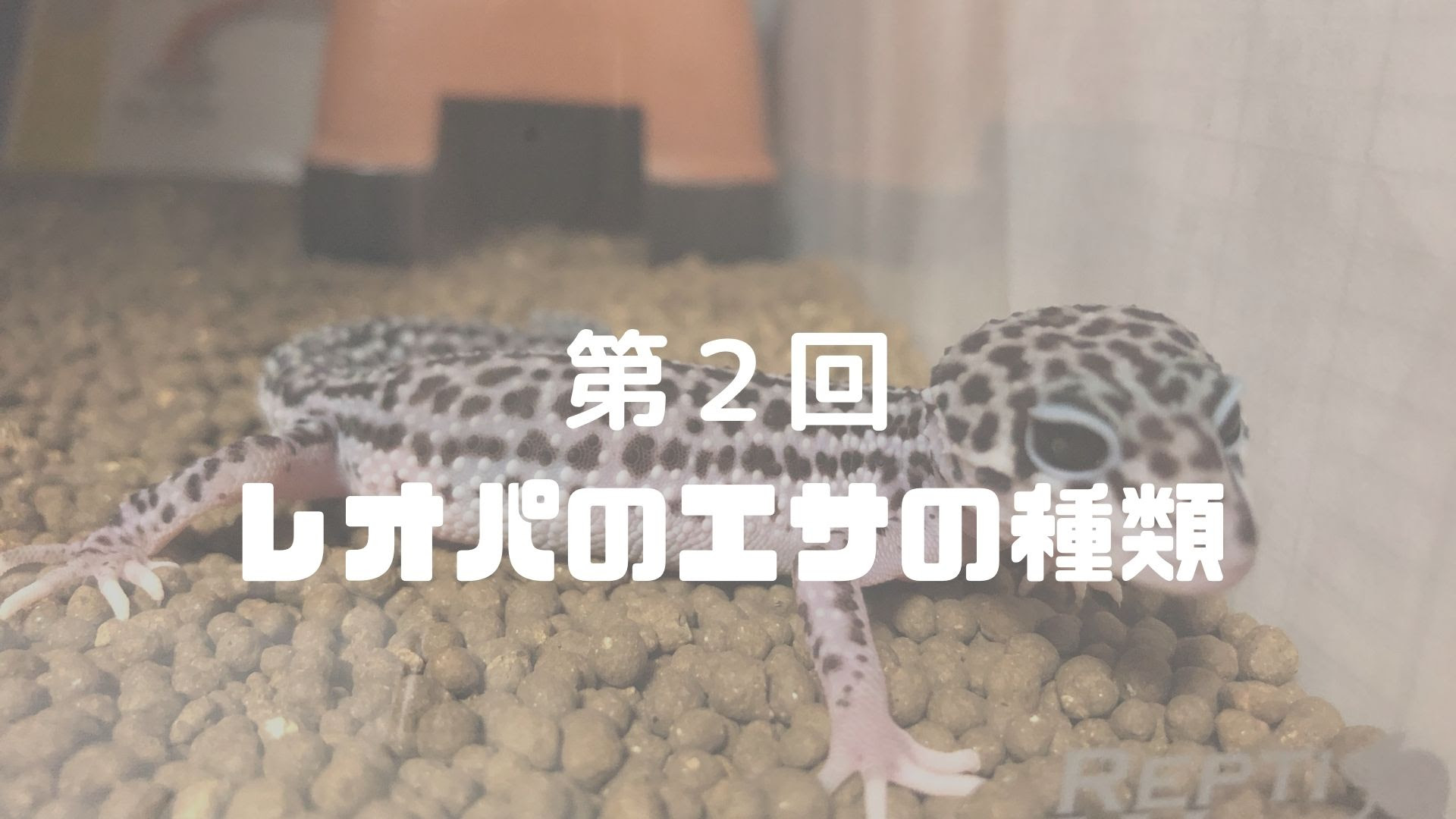 第２回 レオパの餌の種類 レオパの飼育マニュアル