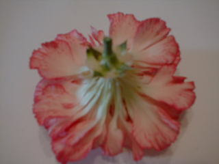 完了しました カーネーション 花びら 枚数 乾いた壁