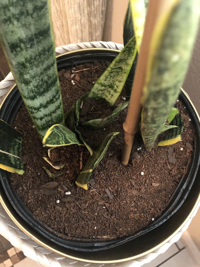 Sansevieria Frozen : Snake Plant Frozen For Sale Online Garden Goods Direct - Rated 5.00 out of 5 based on 4 customer ratings.