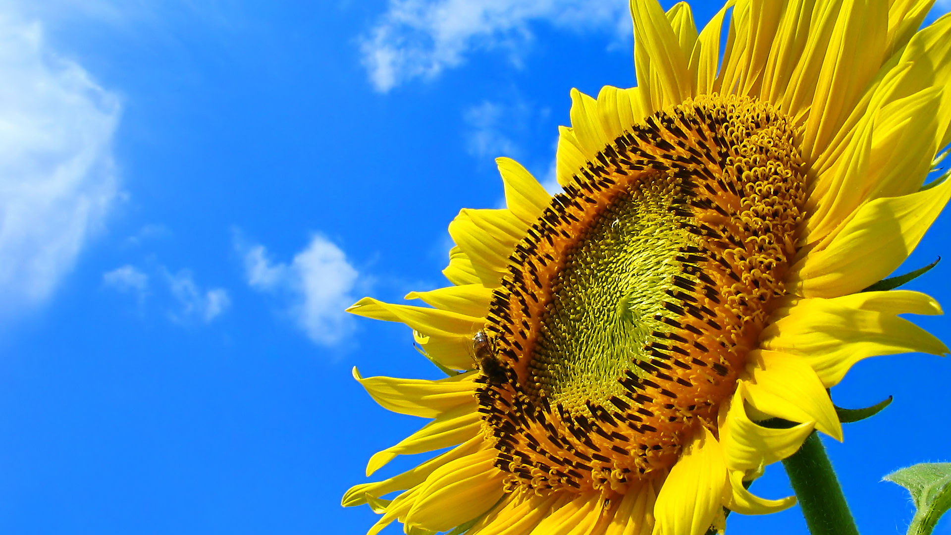 フルhdデスクトップ無料壁紙 ひまわり畑 ひまわりの花 壁紙写真 四季の彩り壁紙写真集
