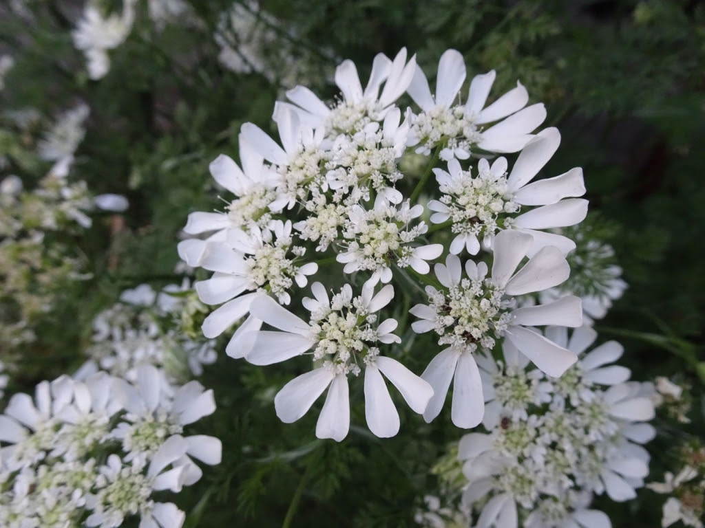 レースのように繊細で 清楚な純白の花 オルレア オルラヤ かたりつづけていきます