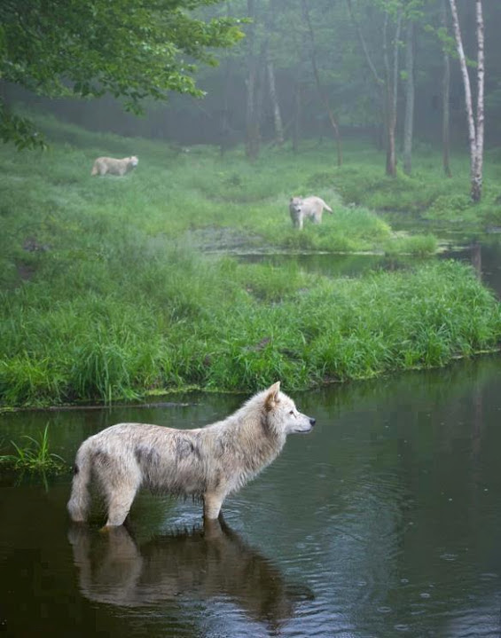 three arctic wolves forest foggy morning