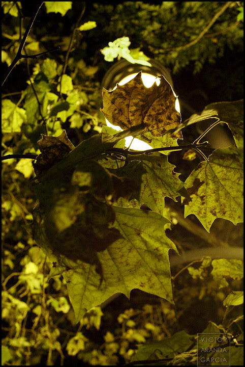 Night Leaves