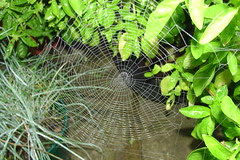 Cobwebs #2