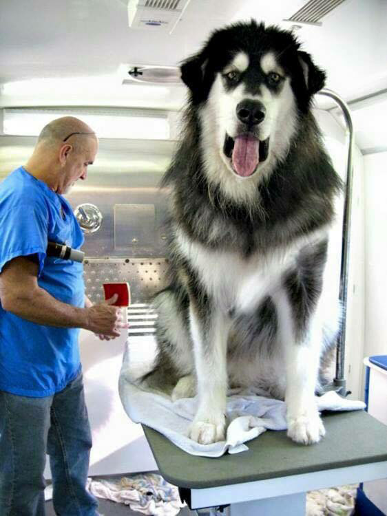 超でかい犬 世界の最も大きめの犬画像特集10枚