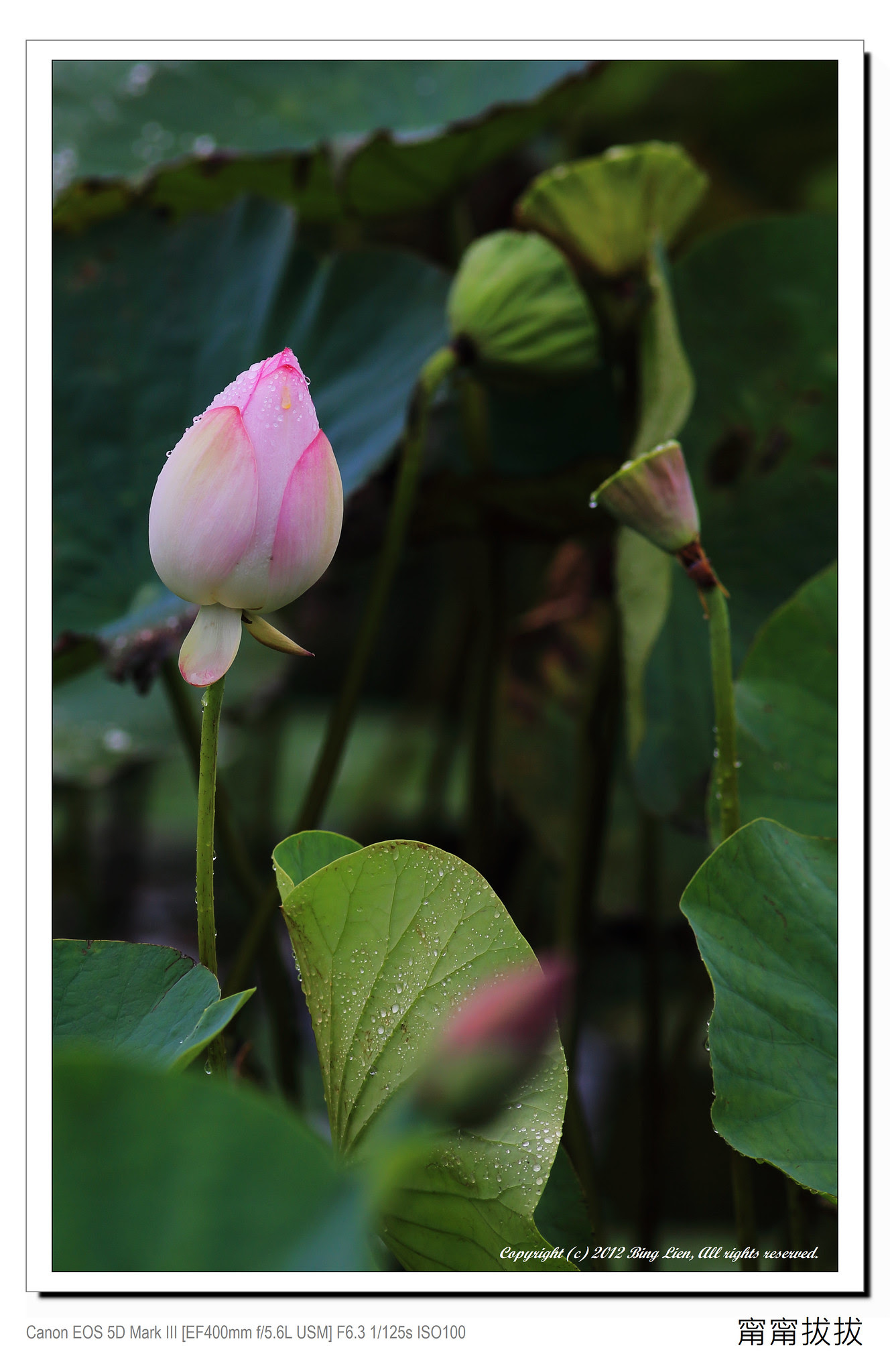frame_BING4533_P