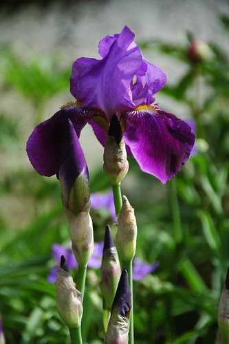 Iris "Dee's Purple"