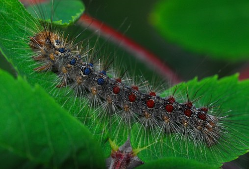 畑や庭に発生する黒い小さい芋虫 その種類とは 幼虫の教科書